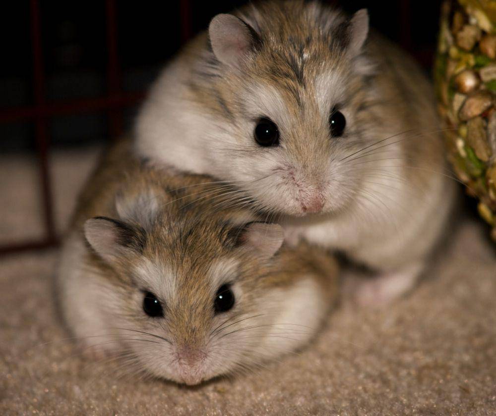 Hamster roborovski (commons.m.wikimedia.org/Matthew Crosse)