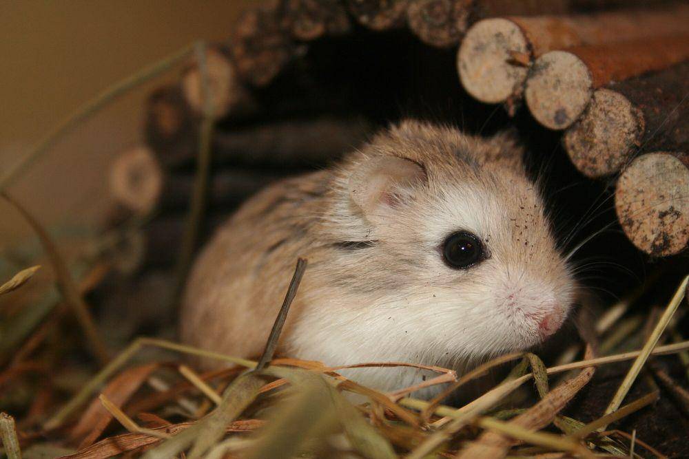 Hamster roborovski (commons.m.wikimedia.org/Andrea Fink)