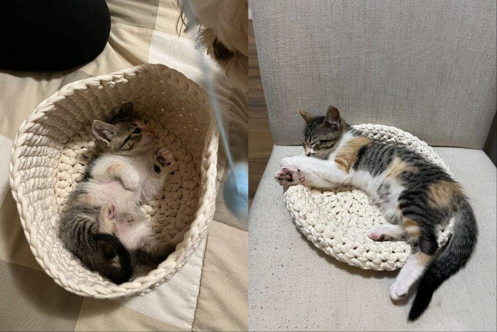 potret kucing tumbuh (twitter.com/natalhagentalha)