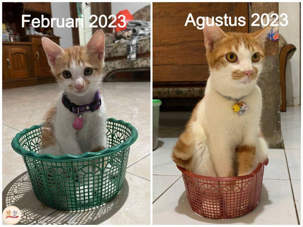 potret kucing tumbuh (twitter.com/kochengfs)