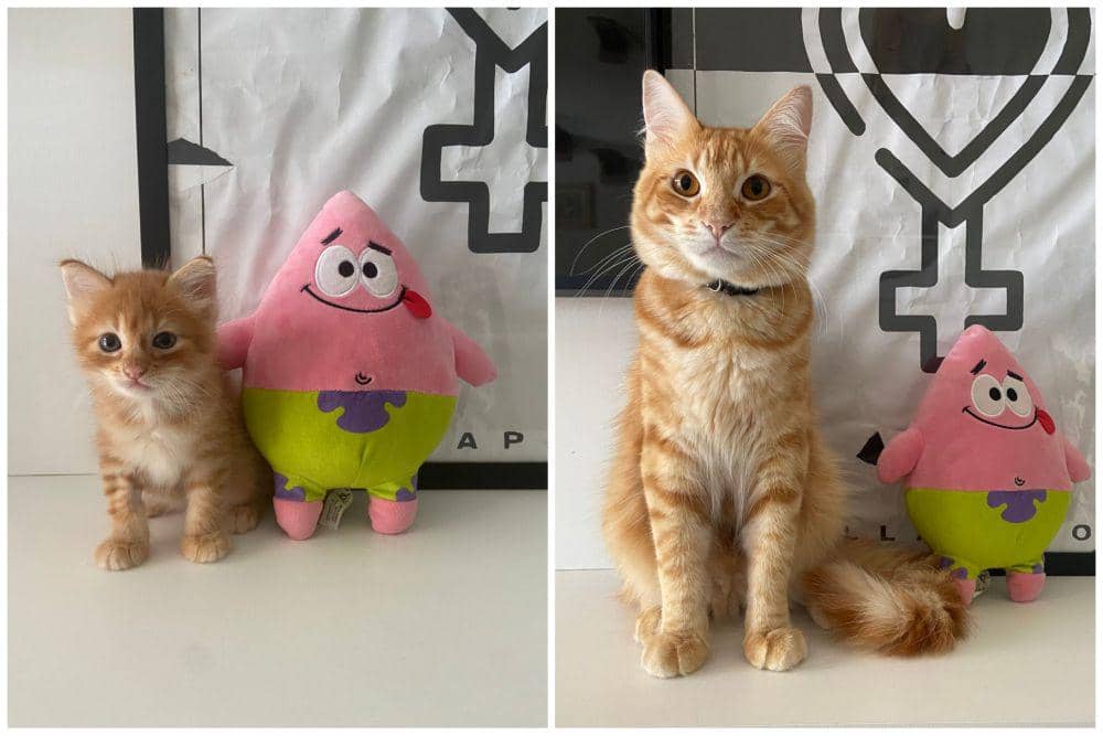 potret kucing tumbuh (twitter.com/tecarneira)