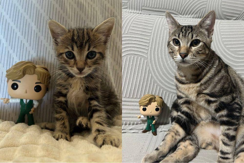 potret kucing tumbuh (twitter.com/blueprodV)