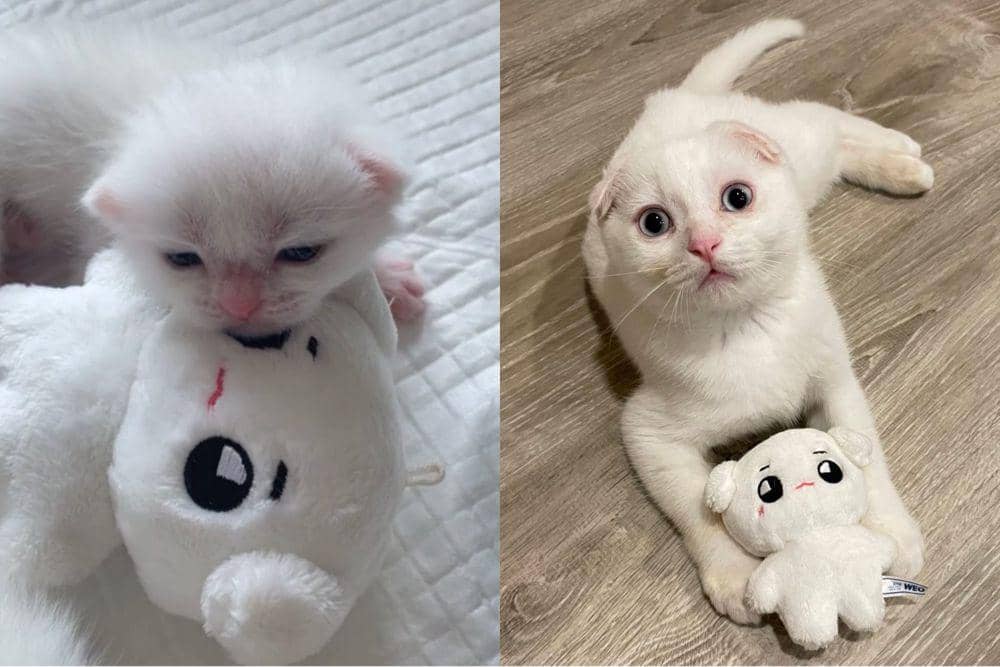 potret kucing tumbuh (twitter.com/tyrubyrose)