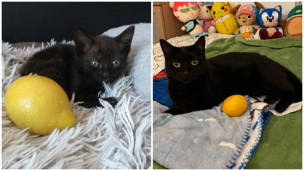 potret kucing tumbuh (twitter.com/lofstanley)