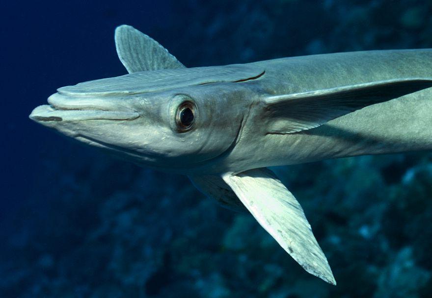 Ikan remora (flickr.com/LIVE Concept)