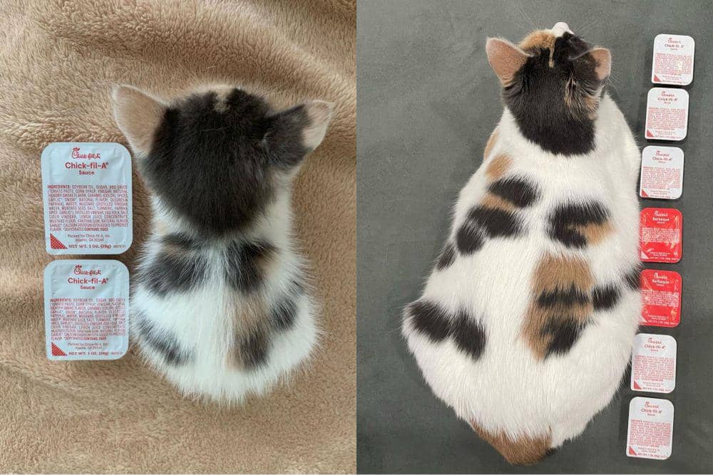 12 Potret Gemas Kucing Tumbuh, dari Seukuran Sachet Jadi Jumbo