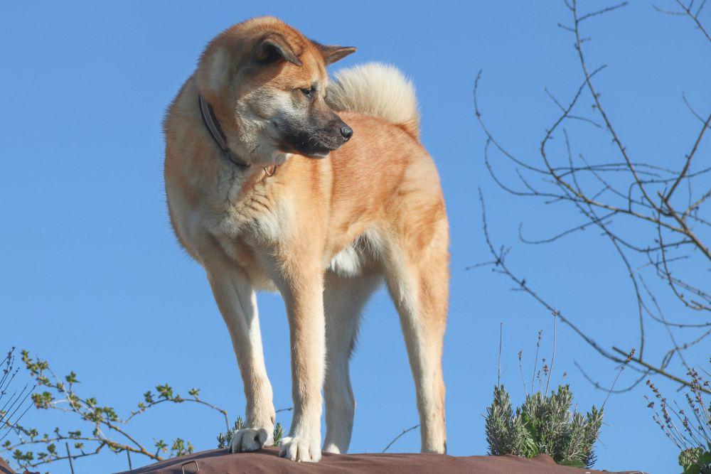 Akita Inu (pixabay.com/manfredrichter)