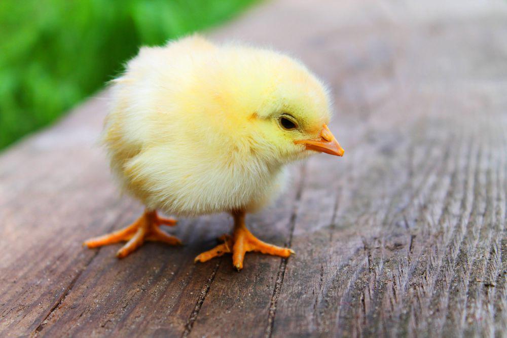 4 Hewan Ternak Bisa Dikembangkan di Lahan Sempit Terbatas