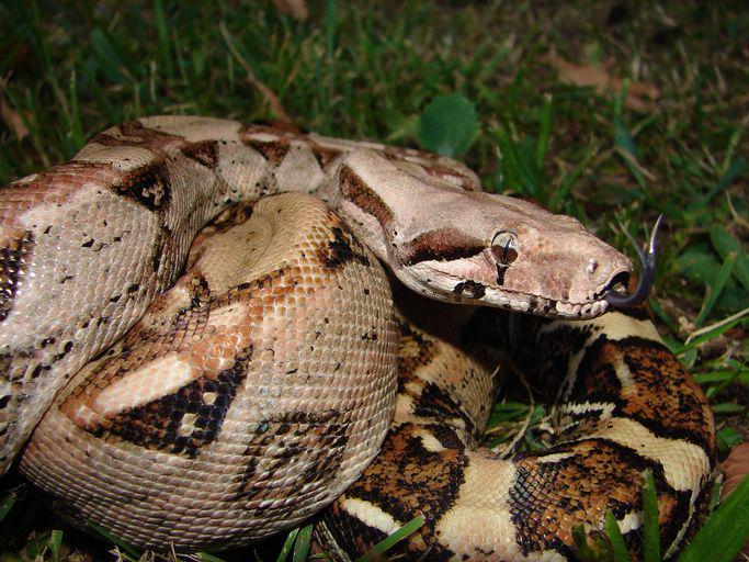 Ular boa imperator (commons.wikimedia.org/Esteban Alzate)