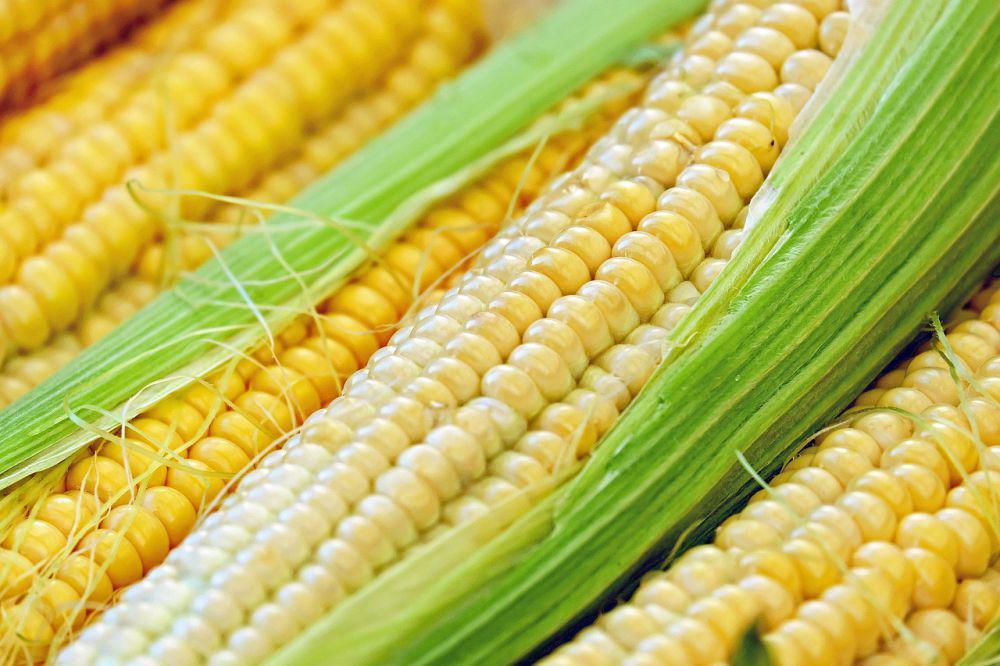 ilustrasi jagung (pixabay.com/Couleur)