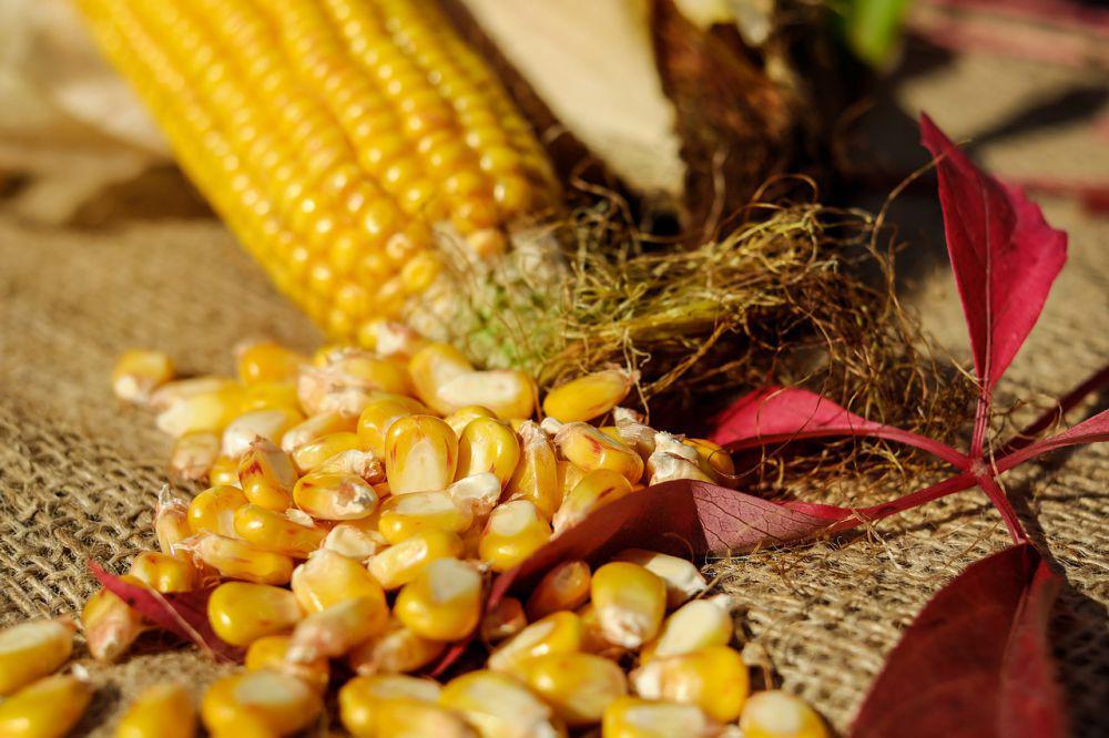 ilustrasi jagung (pixabay.com/Couleur)