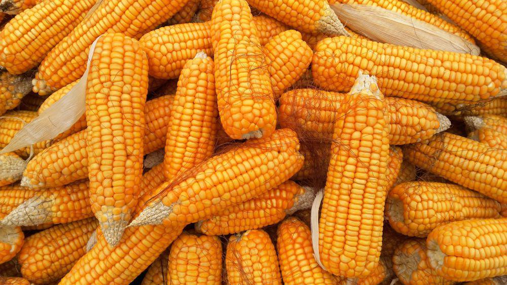 ilustrasi jagung (pixabay.com/mute_gemini)