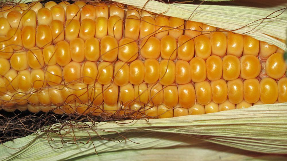ilustrasi jagung (pixabay.com/DorisDorfmeister)