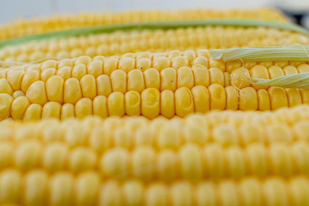 ilustrasi jagung (pixabay.com/Coernl)