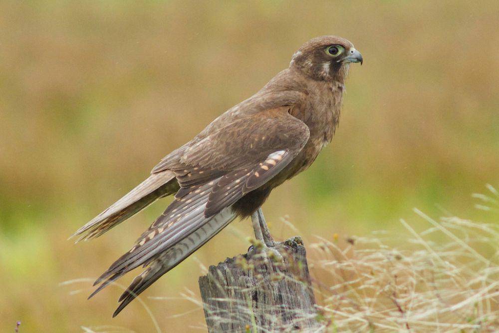 ilustrasi Falco berigora (inaturalist.org/rosewise)