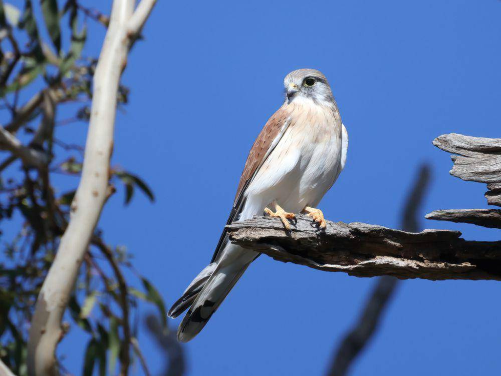 ilustrasi Falco cenchroides (inaturalist.org/jb2602)