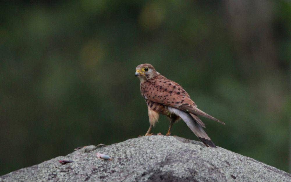 ilustrasi Falco moluccensis (inaturalist.org/yoviejehabut)