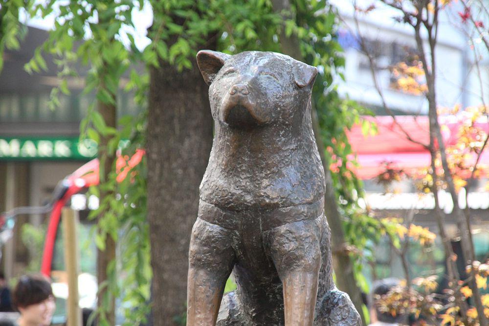 Akita Inu (commons.wikimedia.org/Hyppolyte de Saint-Rambert)