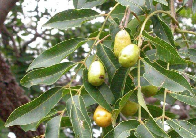 ilustrasi buah Hog Apple (nutritiousfruit.com)