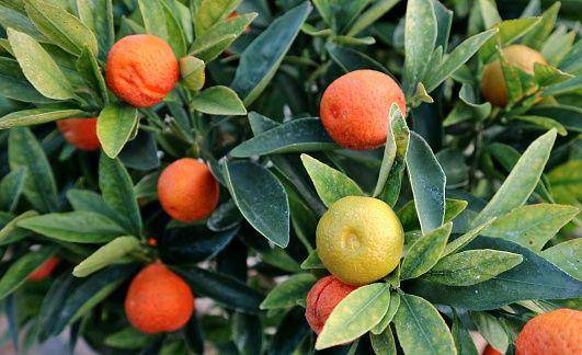 fukushu kumquat (dok. istock.com)