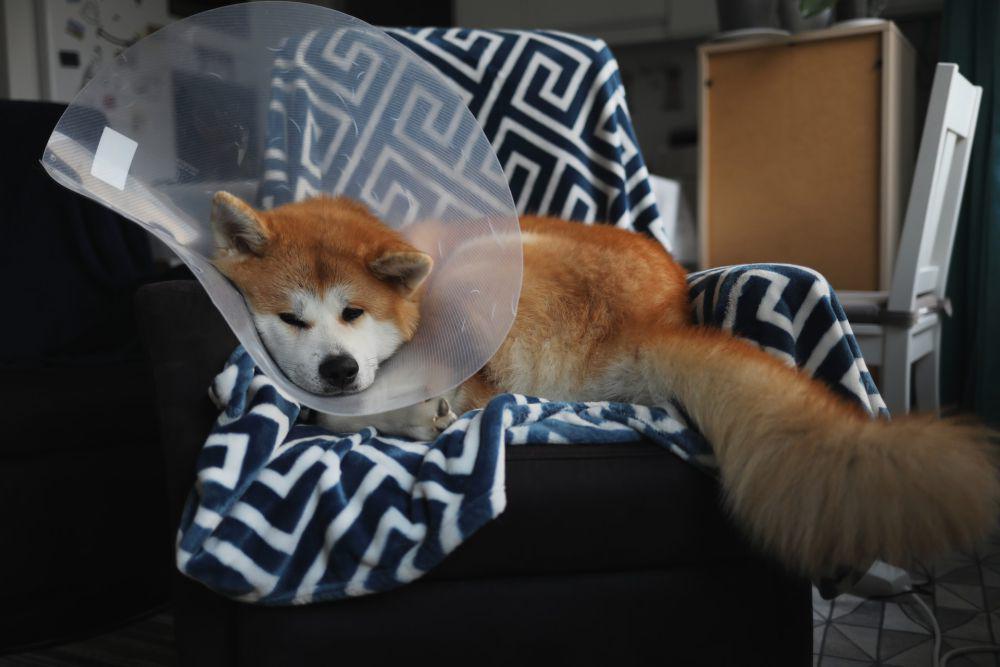 Akita Inu (unsplash.com/Luiza Sayfullina)