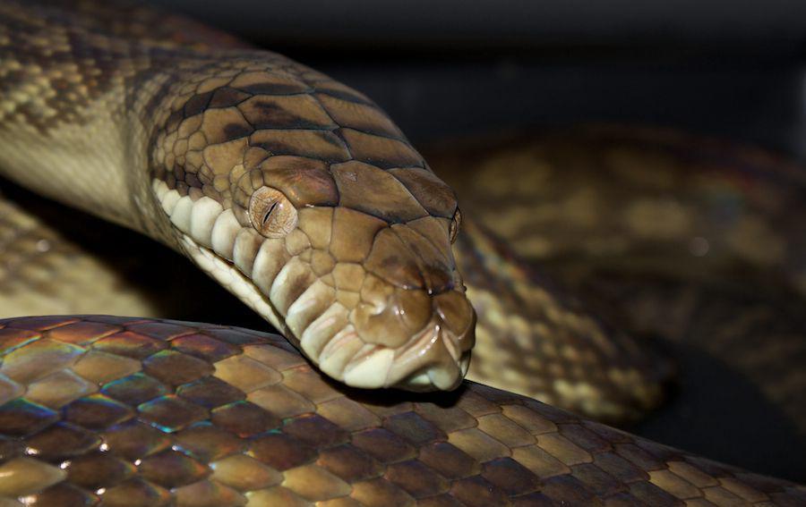 Sanca patola (commons.wikimedia.org/Tigerpython)