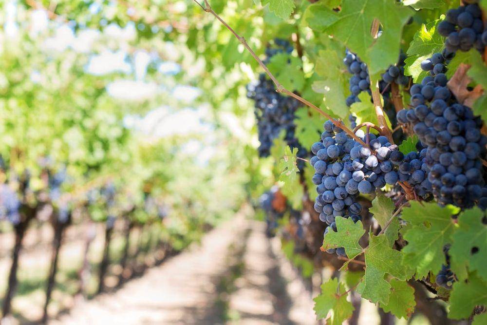 fox grapes (pexels.com/Jill Wellington)