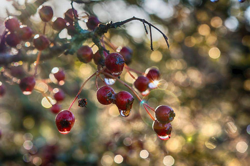 ilustrasi buah Hawthorn (pexels.com/Kathryn Archibald)