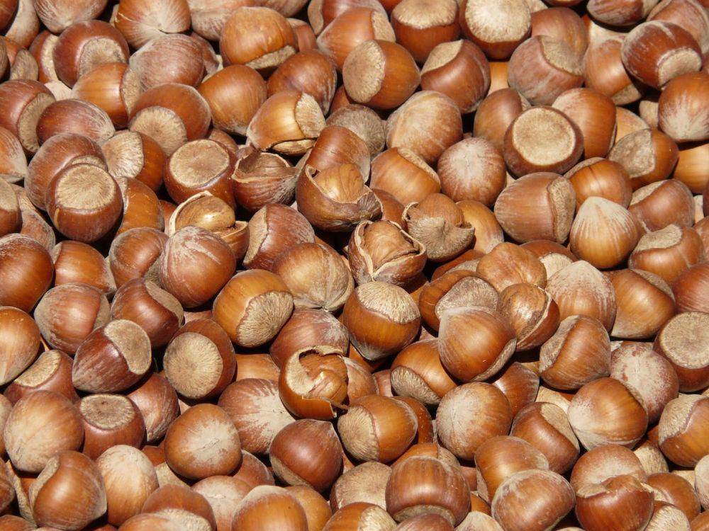 ilustrasi buah Hazelnut (pexels.com/pixabay)