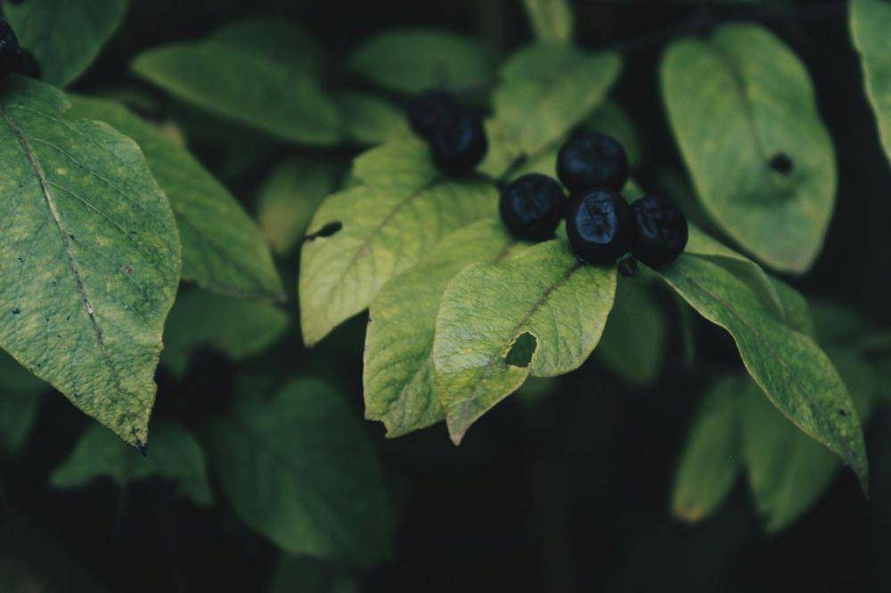 ilustrasi buah Huckleberry (pexels.com/Sena)