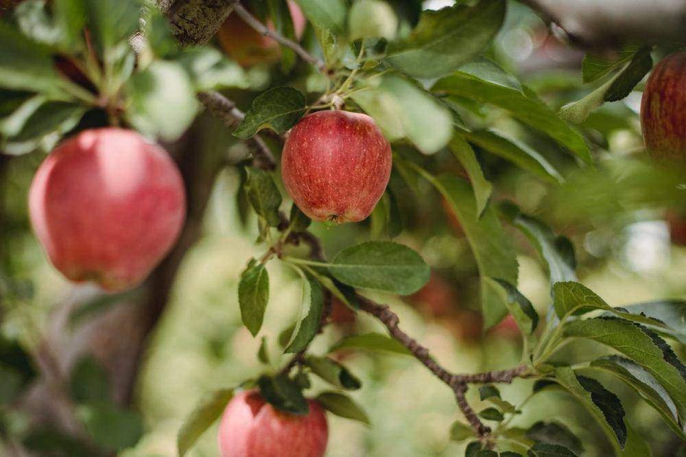 fuji apple (pexels.com/Zen Chung)