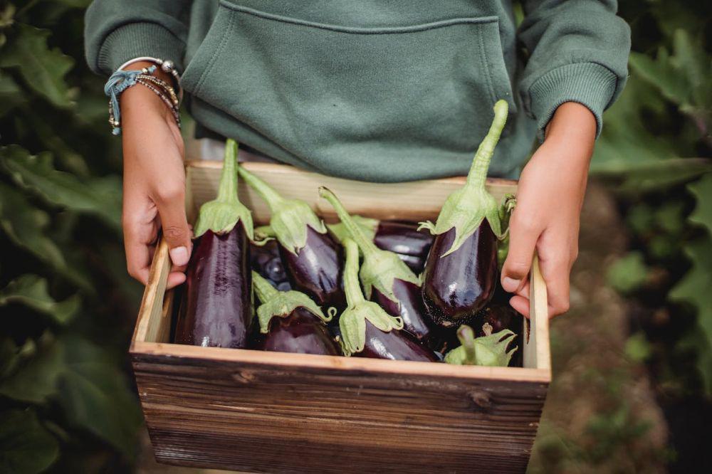 10 Nama Buah dari Huruf E dalam Bahasa Inggris