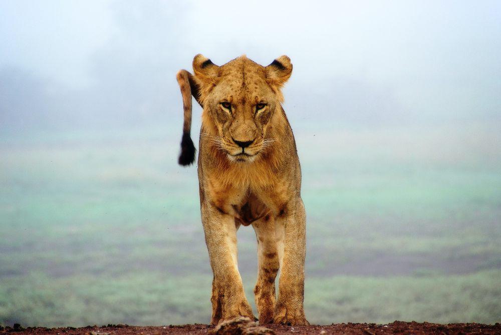 ilustrasi singa (unsplash.com/Sergey Pesterev)