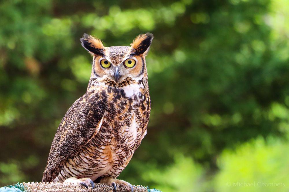 ilustrasi burung hantu (unsplash.com/Michael Chambers)