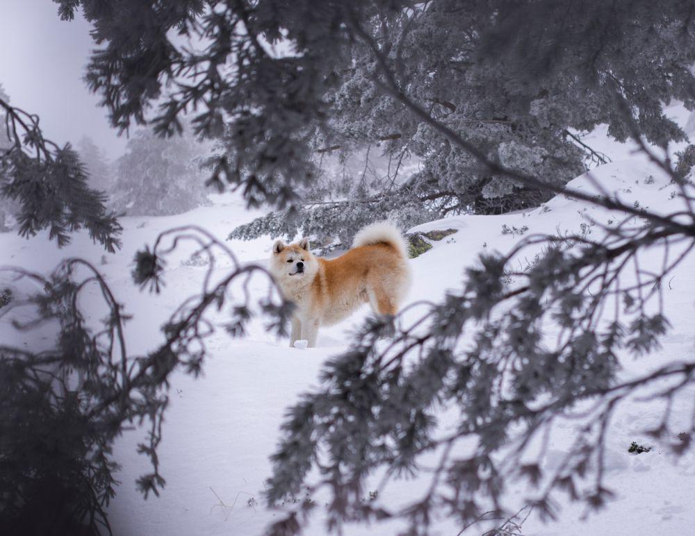 Akita Inu (unsplash.com/Pinto Art)