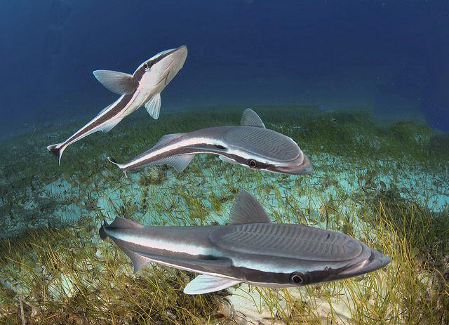 Ikan remora (commons.wikimedia.org/Albert kok)