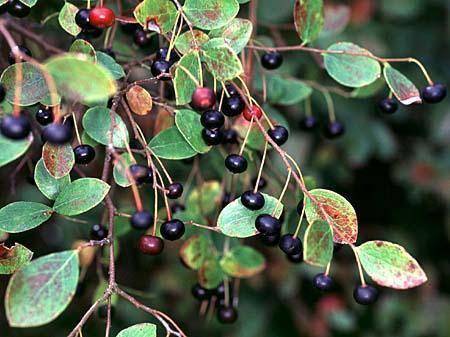 farkleberry (dok. North Carrolina Extantion Gardener)