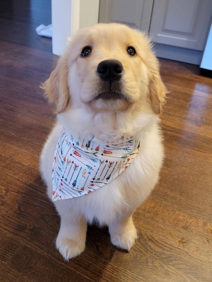 potret hewan peliharaan memakai bandana (reddit.com/user/LakmeBun)