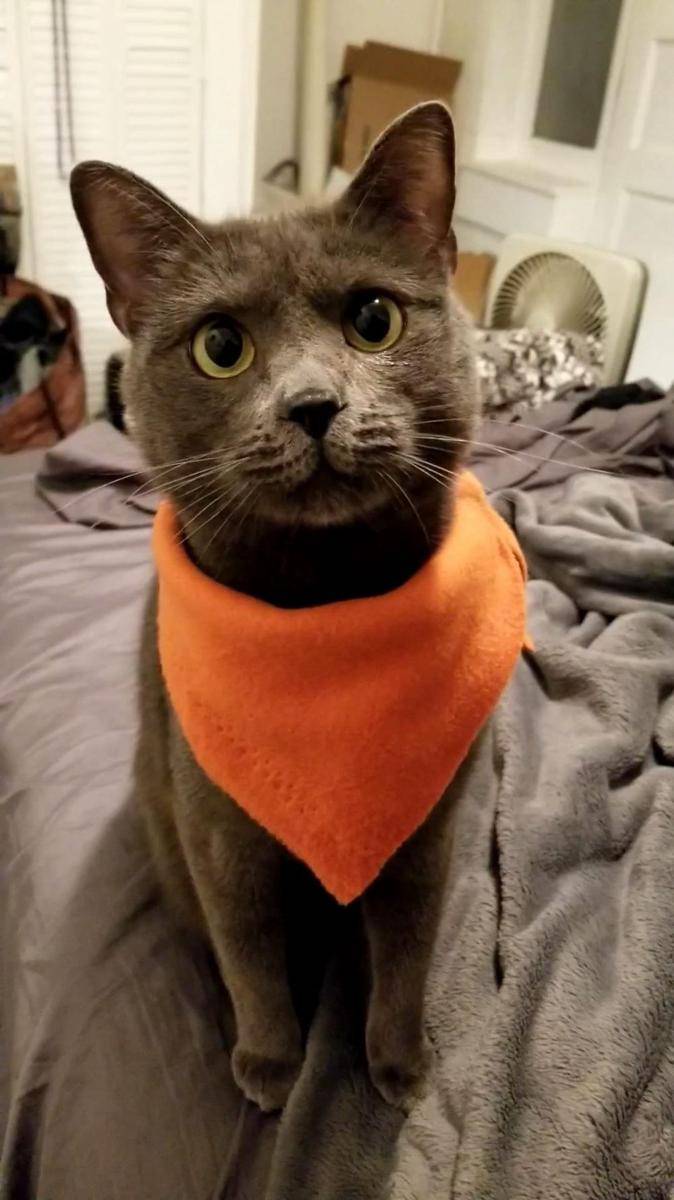 potret hewan peliharaan memakai bandana (reddit.com/user/holocene_hijinks)