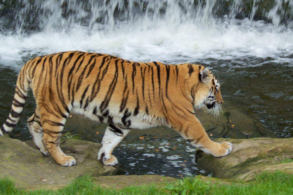 Tubuh harimau lebih besar dan tampak lebih berat daripada singa (flickr.com/Andy Robson)