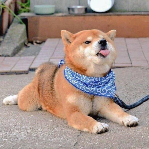 potret hewan peliharaan memakai bandana (reddit.com/user/rorycorey525)