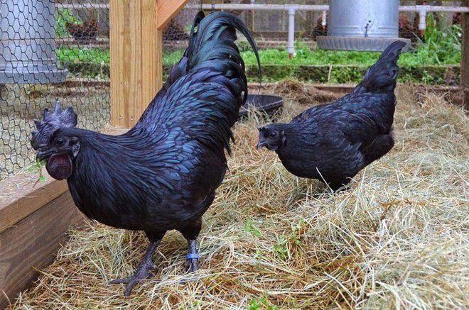 Ayam Cemani (flickr.com/Hùng Anh Hồ)