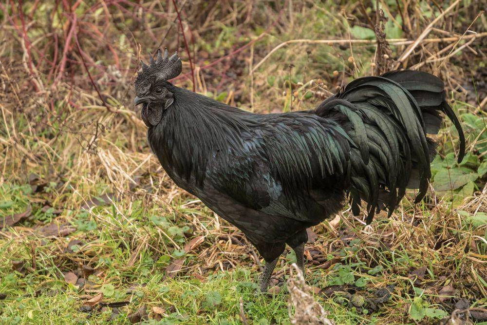 Ayam Cemani (flickr.com/Dolf van der Haven)