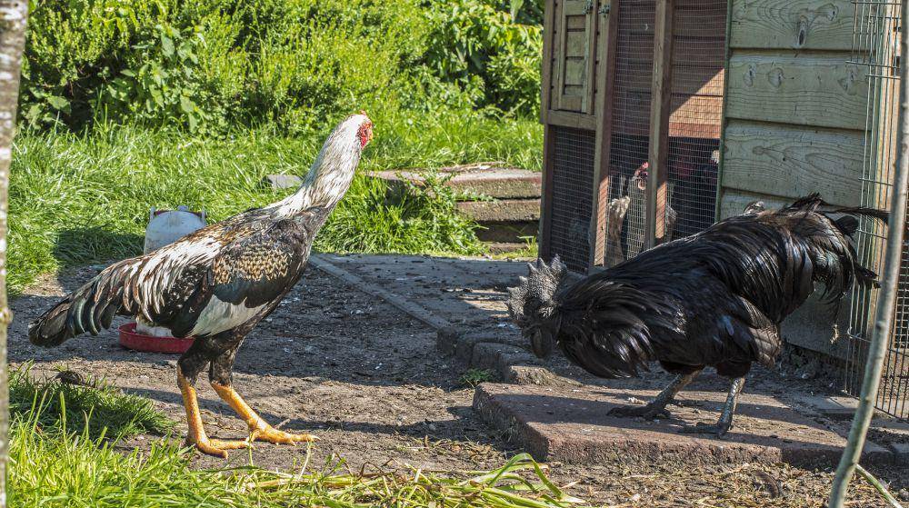 Ayam Cemani (flickr.com/Dolf van der Haven)