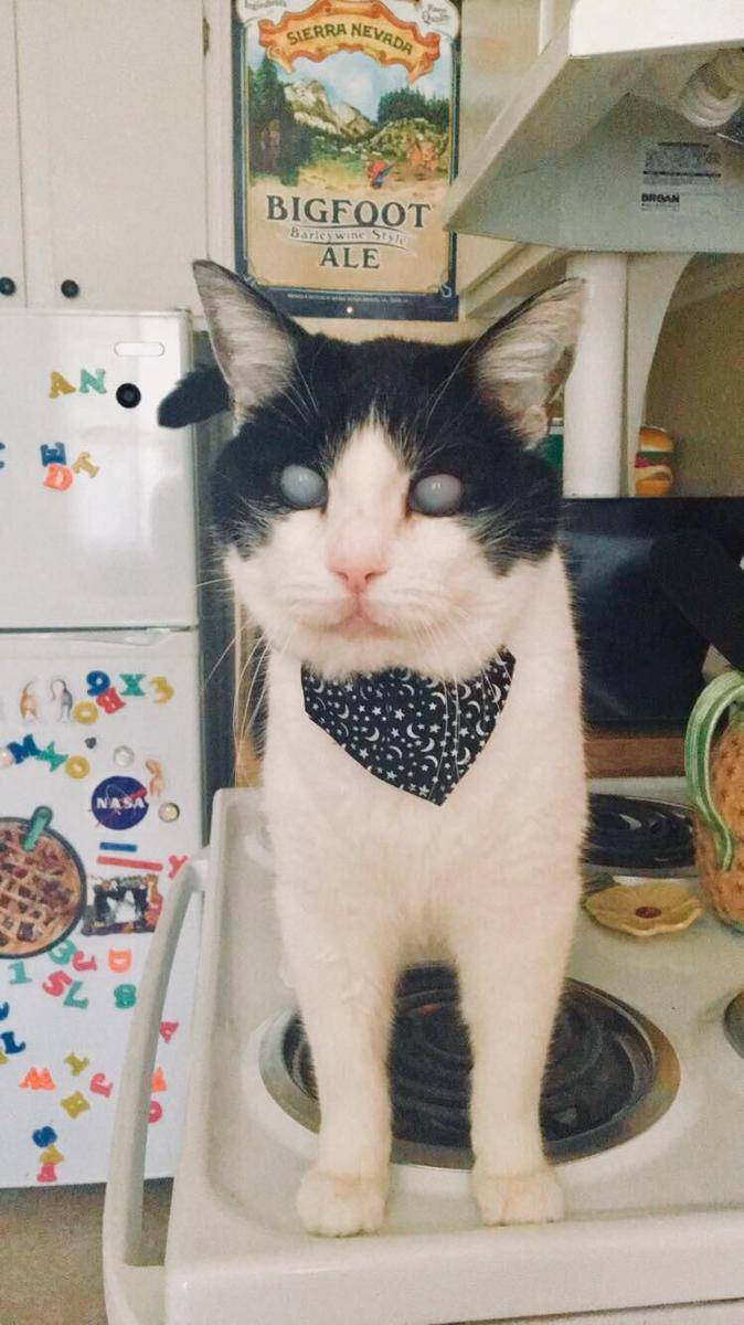 potret hewan peliharaan memakai bandana (reddit.com/user/madlaceann)