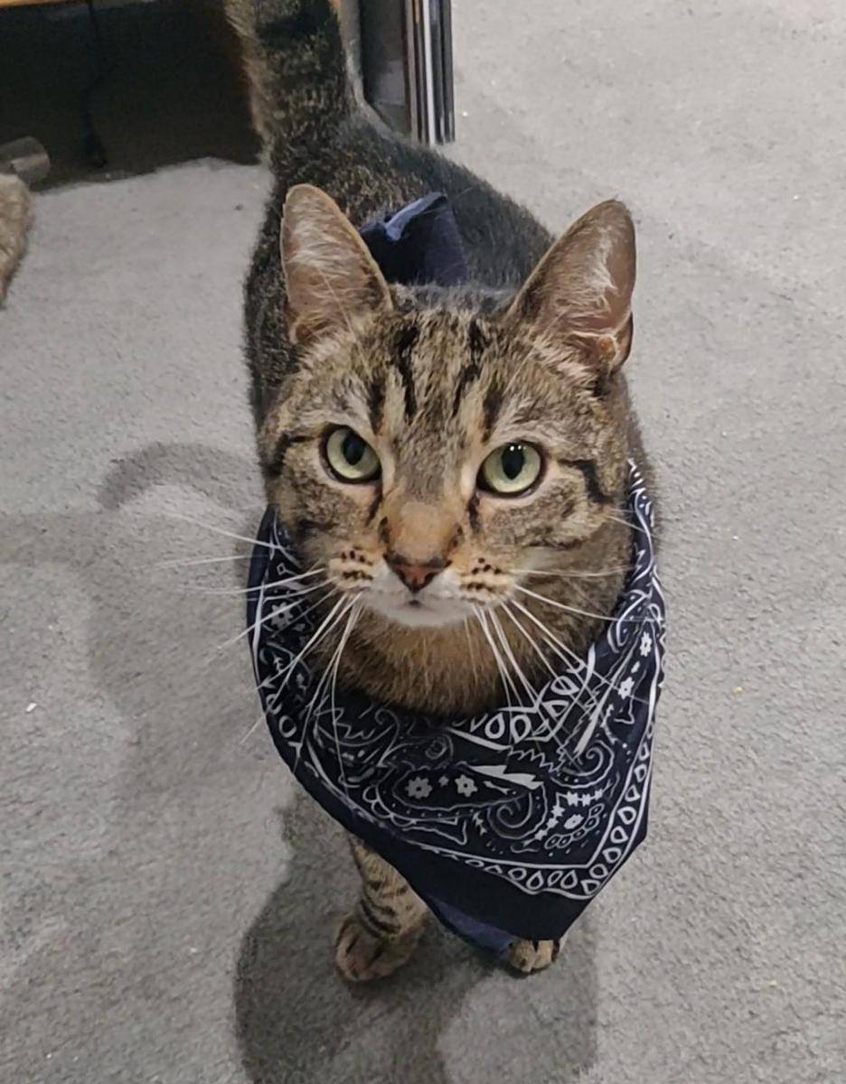 potret hewan peliharaan memakai bandana (reddit.com/user/Fudgeislush)