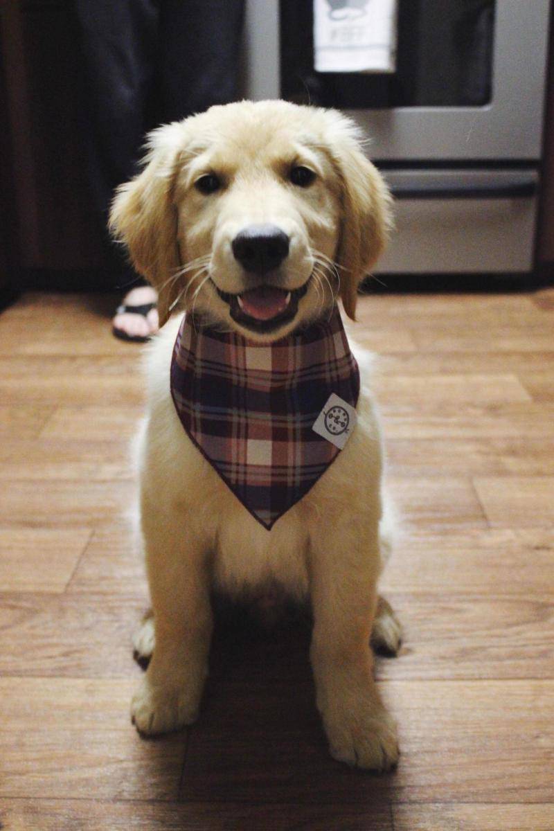potret hewan peliharaan memakai bandana (reddit.com/user/jessicaphann)