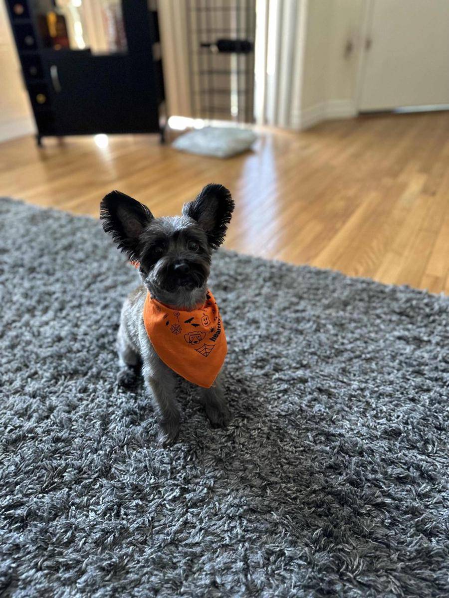 potret hewan peliharaan memakai bandana (reddit.com/user/madzthakz)