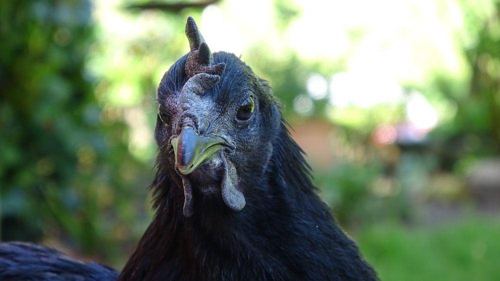 Ayam Cemani (needpix.com/furbymama)