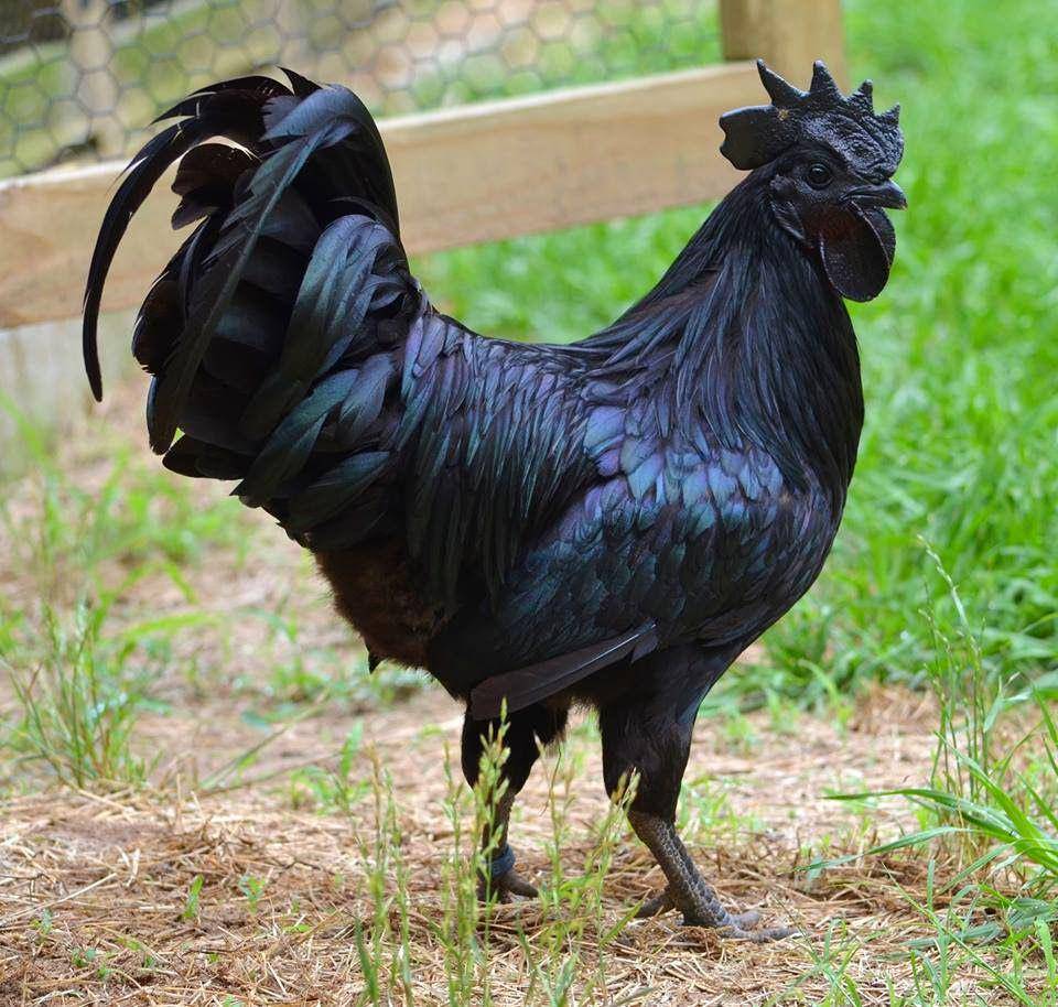 Ayam Cemani memantulkan warna biru kehijauan (commons.wikimedia.org/Legendofgao)